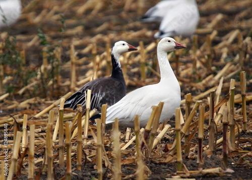 Color morphs of snow geese