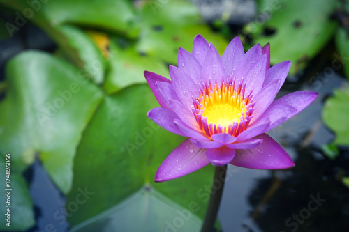 purple lotus in the garden    