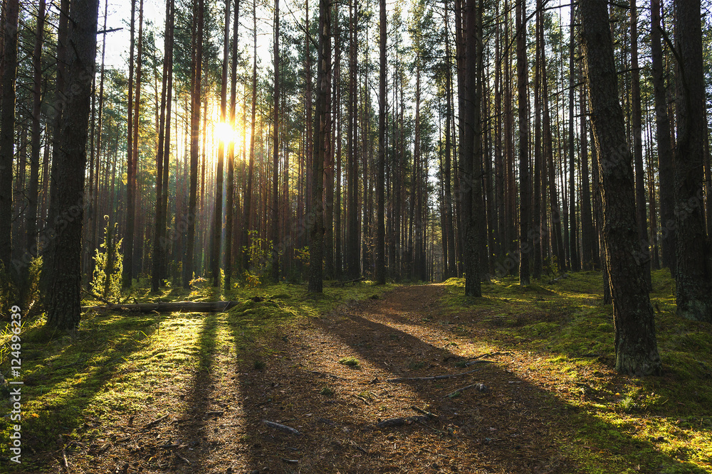 Obraz premium Colorful autumn