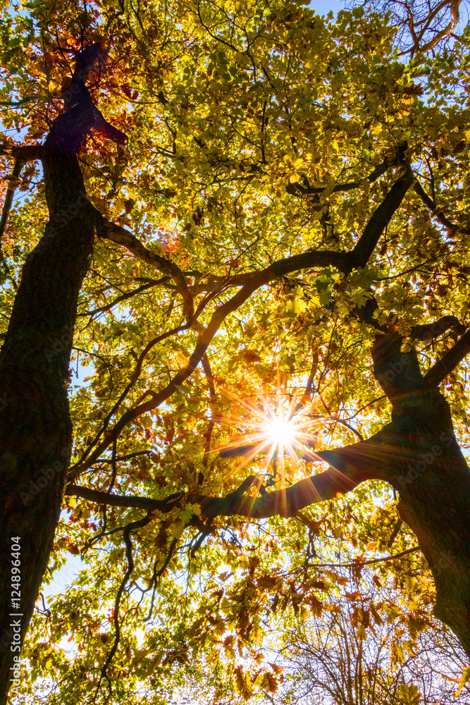 Fototapeta premium Fall in forest