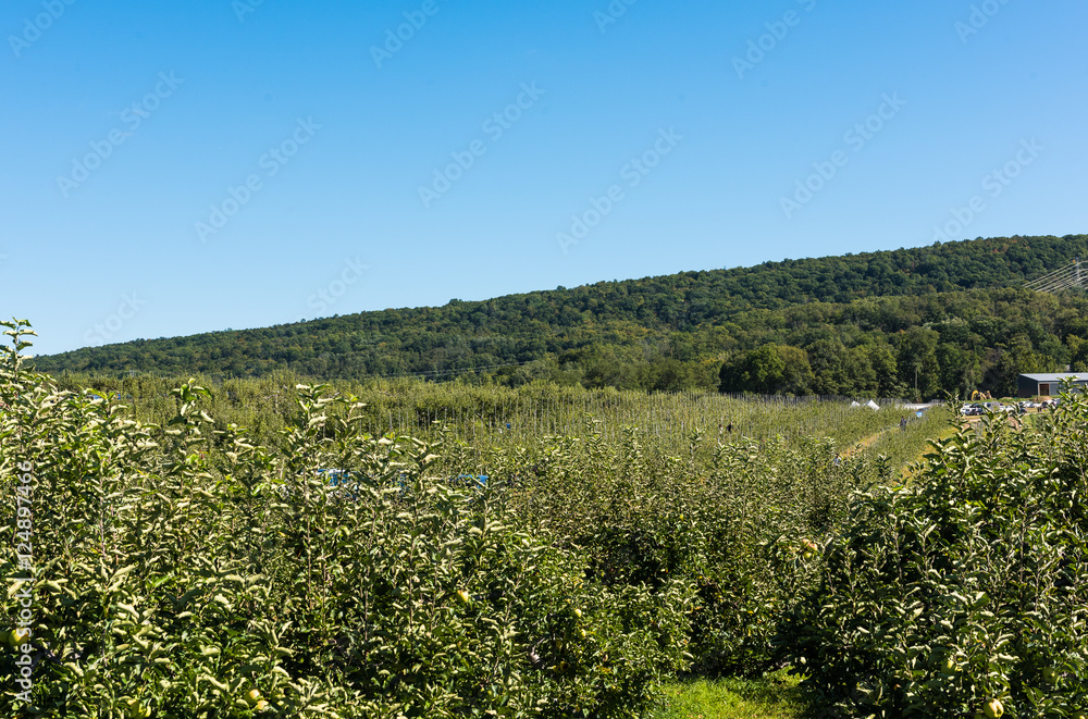 Naklejka premium Apple Orchard with rows of trees