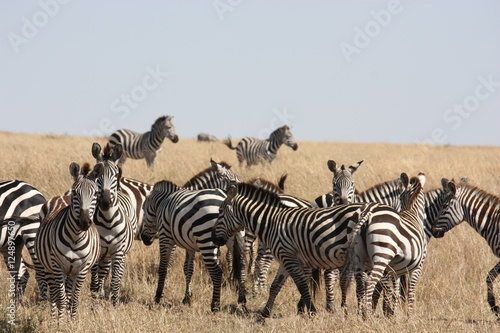 Zebras im Masai Mara Nationalpark