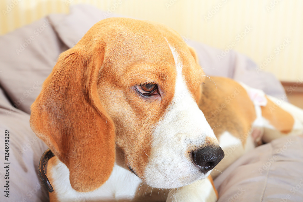 Sad unhappy beagle dog alone