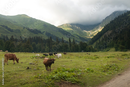 meadows in the mountains of Abkhazia
