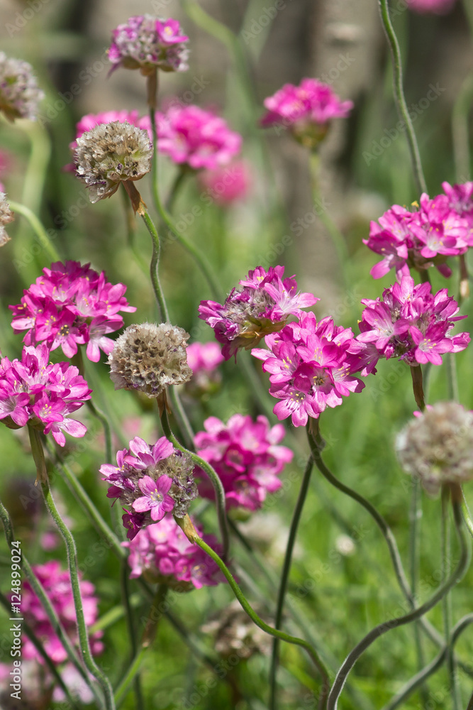 Armeria maritima (Armeria vulgaris) Armeria maritima (Armeria vulgaris)