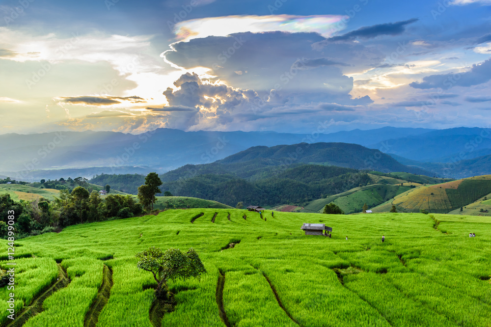Obraz premium Green Terraced Rice Field in Chiangmai, Thailand