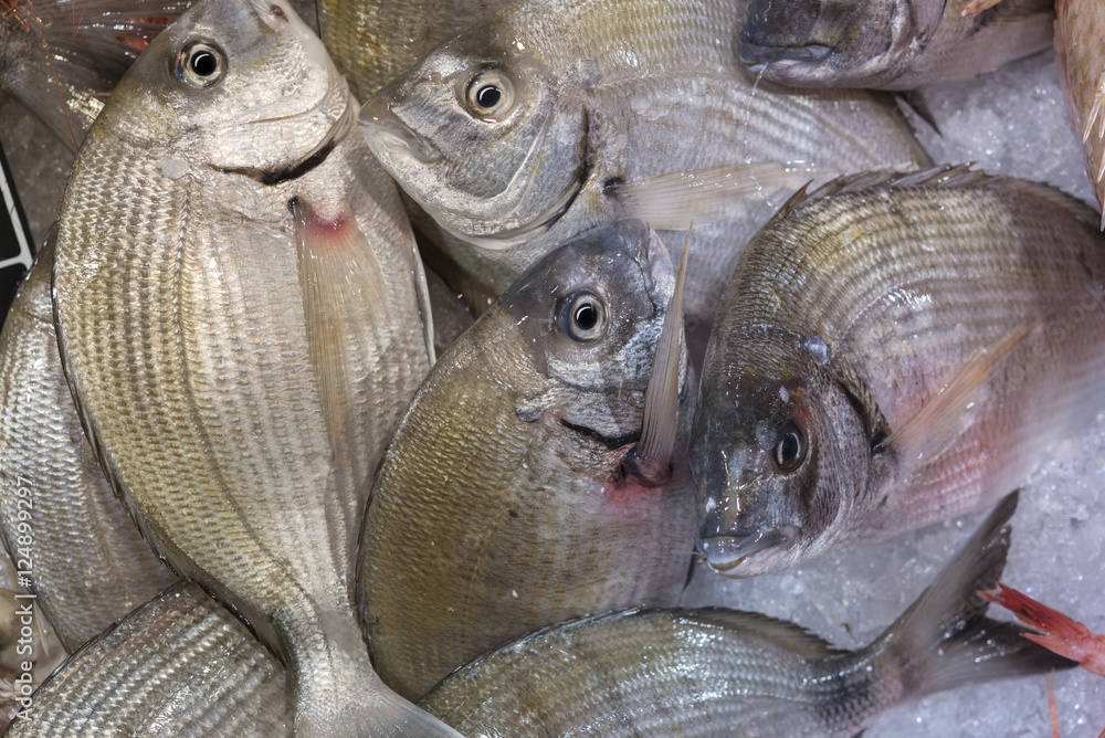 Saraghi StockFoto Adobe Stock