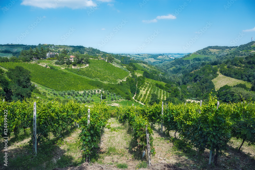 Landscape with green vineyards