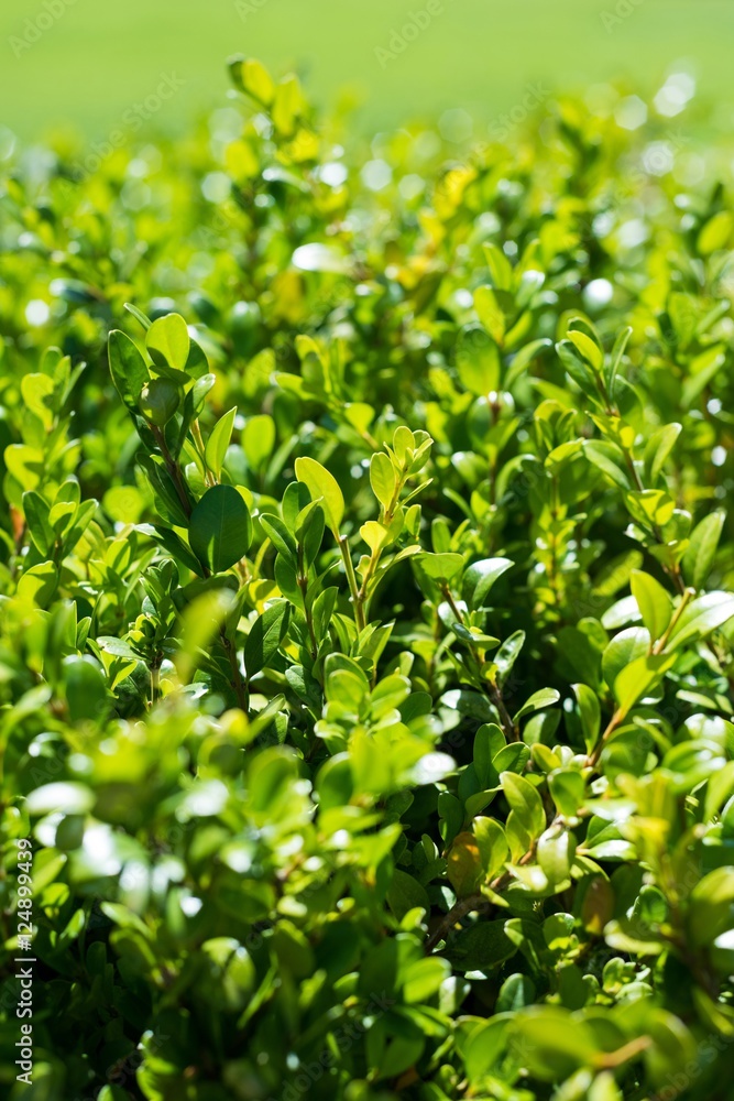 Close-up of green plants Close-up of green plants