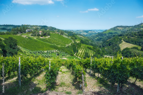 Landscape with green vineyards