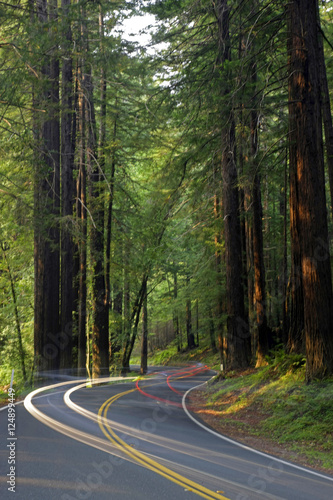car headlights in redwoods