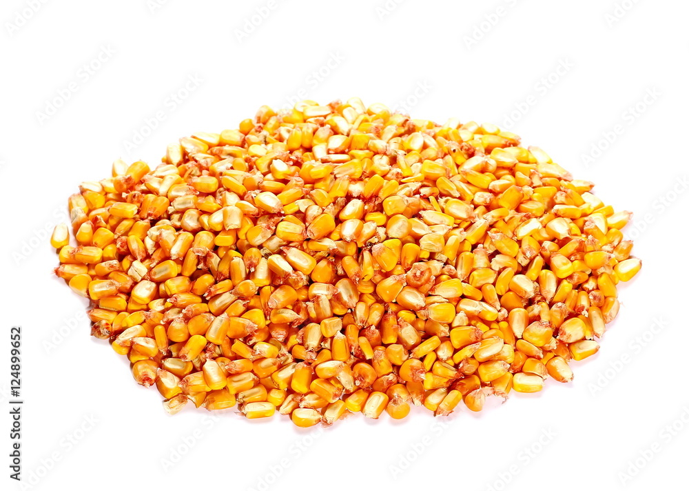 pile organic corn grain isolated on white background pile organic corn grain isolated on white background