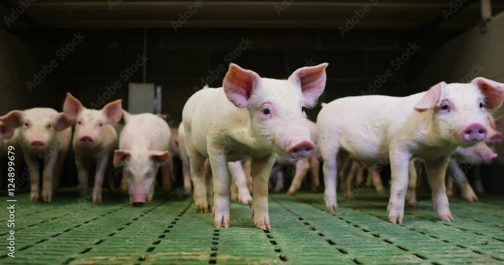 pig cute newborn standing on a grass lawn. concept of biological , animal health , friendship , love of nature . vegan and vegetarian style . respect for nature . pig cute newborn standing on a grass lawn. concept of biological , animal health , friendship , love of nature . vegan and vegetarian style . respect for nature .