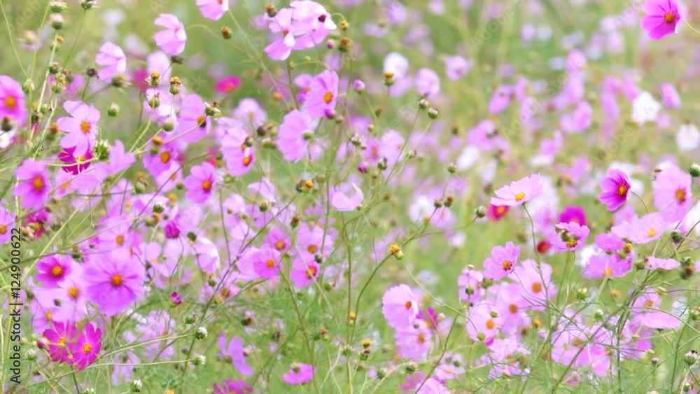 Cosmos flower field with the wind Cosmos flower field with the wind