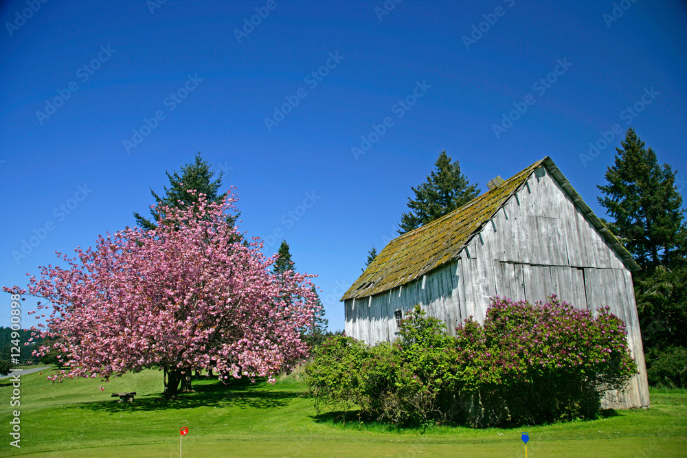 pink tree n barn pink tree n barn