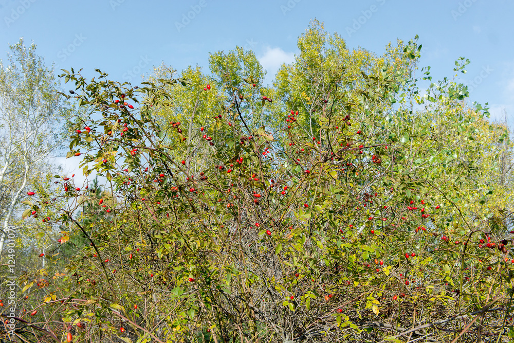 briar background, dogrose photo, briar photo, rosehip berries, rosehip photo, rosehip photo, raw dogrose berries, dogrose background, wild rose briar background, dogrose photo, briar photo, rosehip berries, rosehip photo, rosehip photo, raw dogrose berries, dogrose background, wild rose