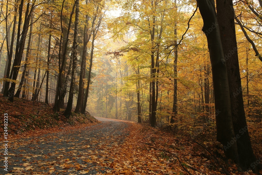 Fototapeta premium Path through the autumnal forest on a rainy, misty weather