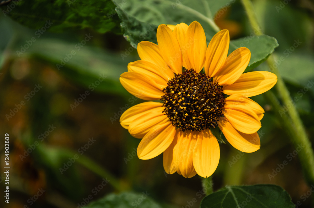 Obraz premium Sunflower closeup background and texture in summer.