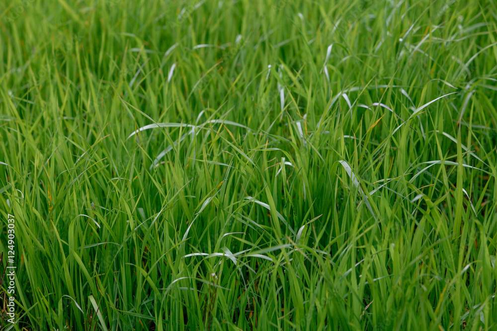 Background of a green grass. Green grass texture Background of a green grass. Green grass texture