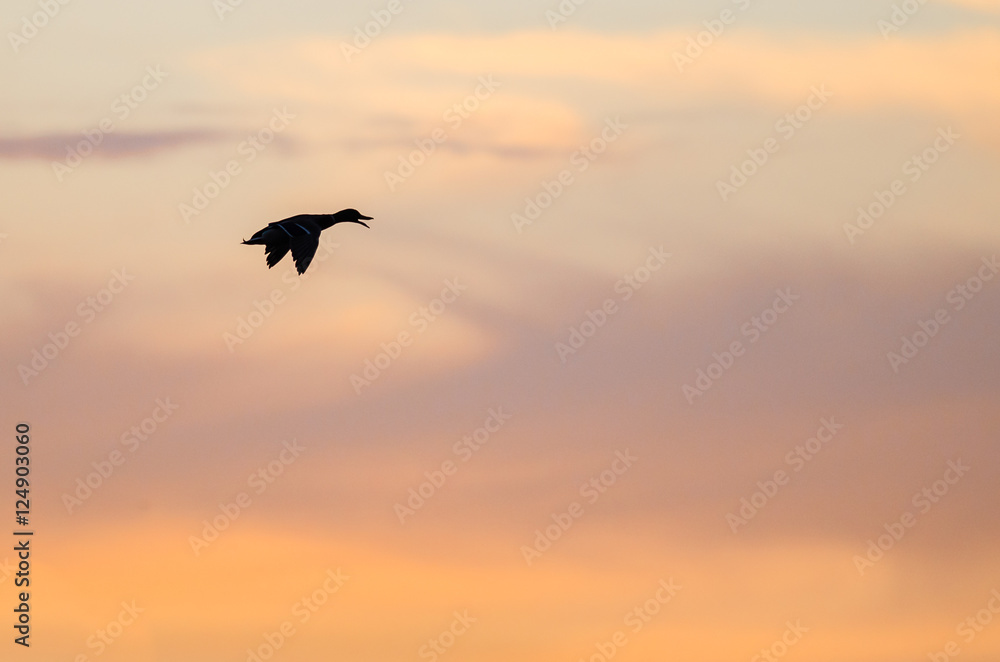 Naklejka premium Silhouetted Duck Flying in the Beautiful Sunset Sky