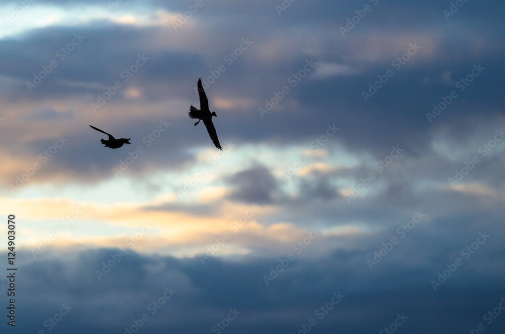 Two Silhouetted Ducks Flying in the Beautiful Sunset Sky Two Silhouetted Ducks Flying in the Beautiful Sunset Sky