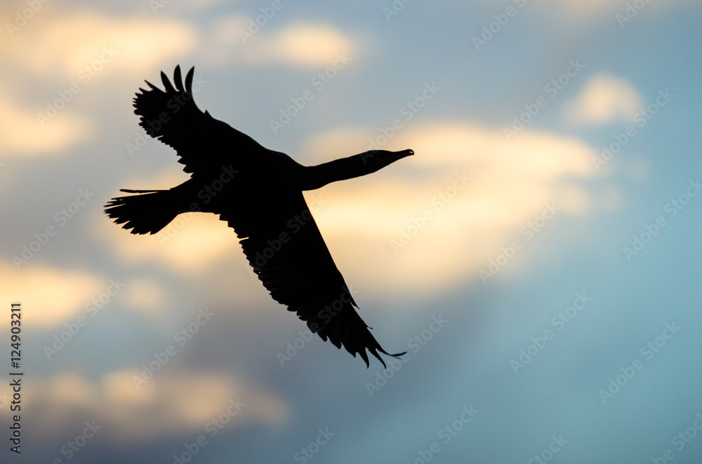 Naklejka premium Silhouetted Double-Crested Cormorant Flying in the Sunset Sky