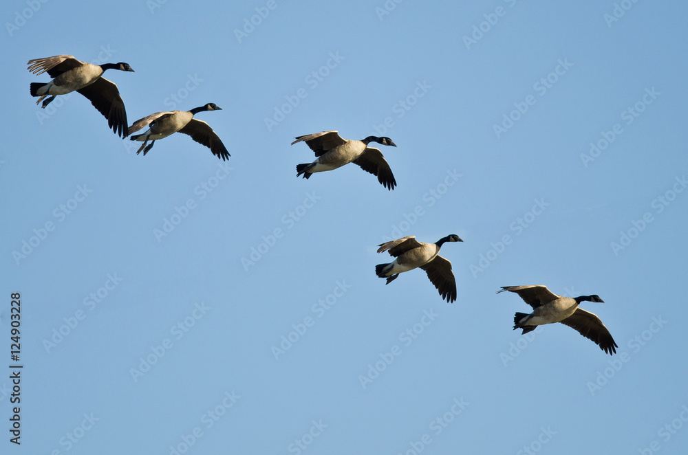 Five Canada Geese Coming in for a Landing Five Canada Geese Coming in for a Landing
