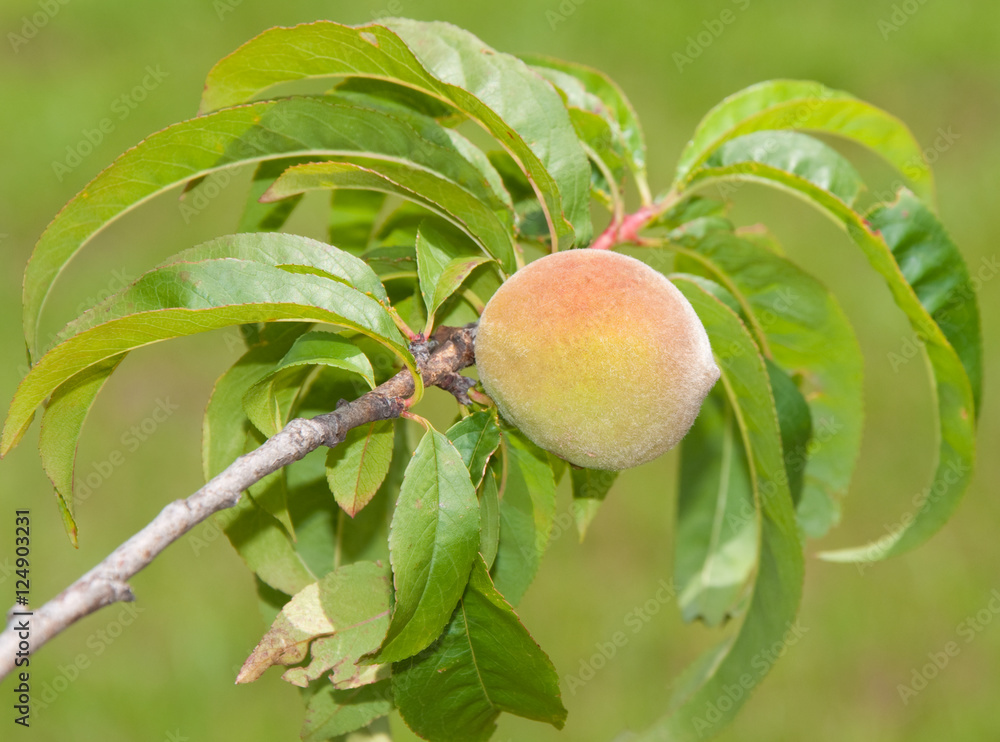 Single peach ripening in a small tree Single peach ripening in a small tree