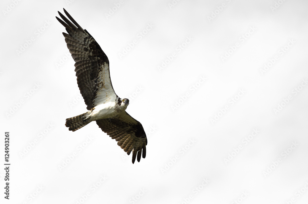 Lone Osprey Making Direct Eye Contact While Flying in a Blue Sky Lone Osprey Making Direct Eye Contact While Flying in a Blue Sky