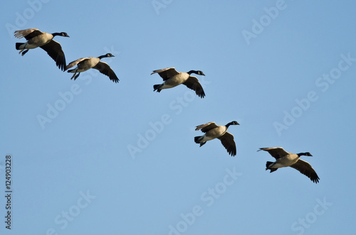 Five Canada Geese Coming in for a Landing
