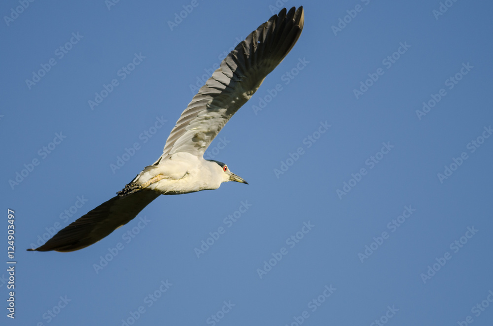 Obraz premium Black-Crowned Night Heron Flying in a Blue Sky
