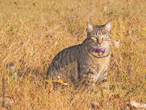 Gray tabby cat in fall grass and leaves, looking alert and curious