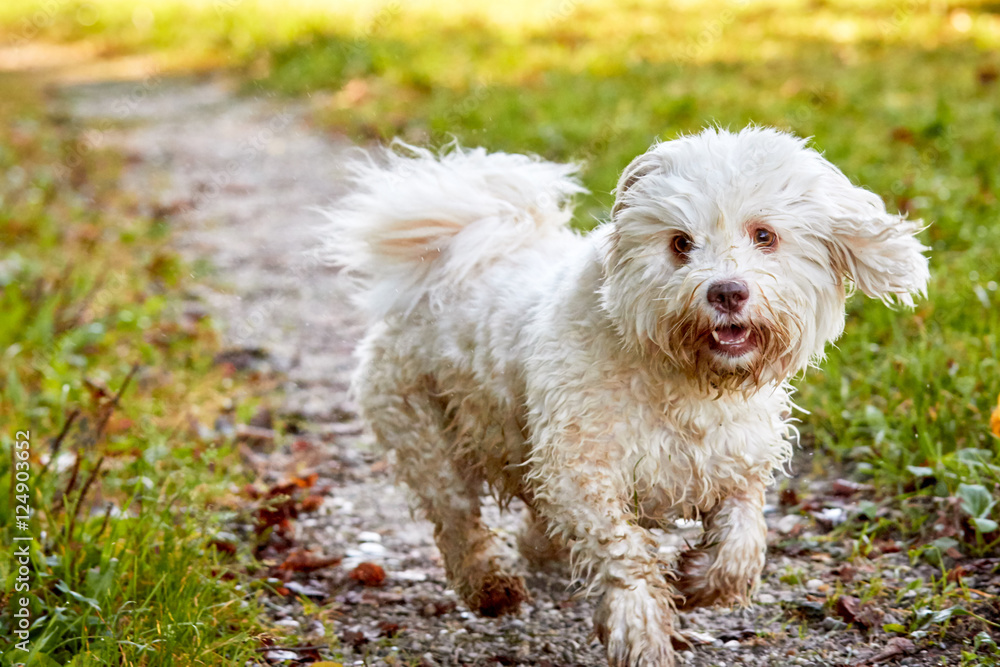 Havanese dog running on a way across the meadows Havanese dog running on a way across the meadows