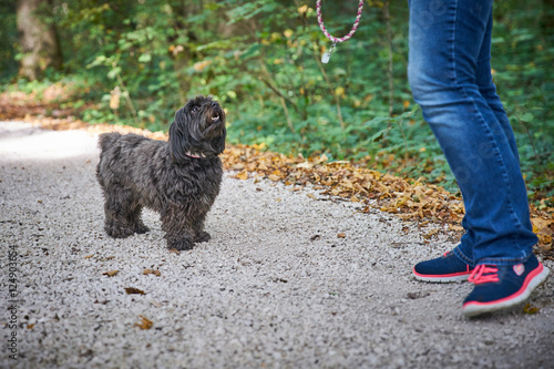 Black havanese dog looking at woman