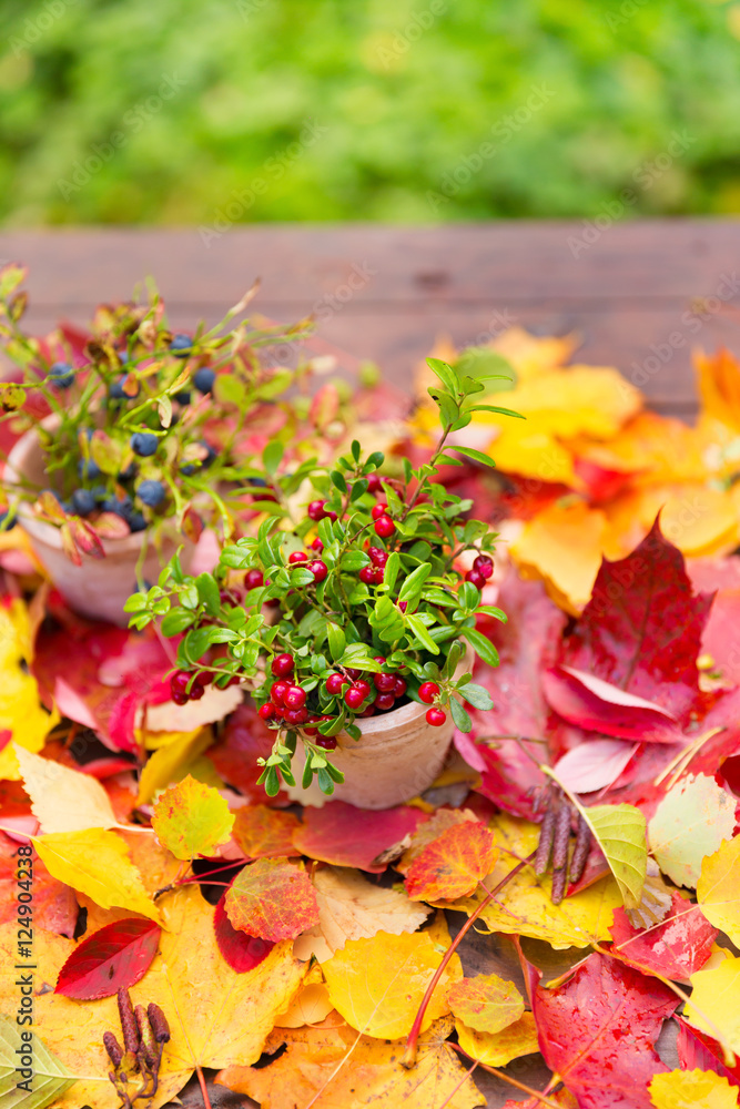 Cranberries and blueberry fall leaves on wooden background autumn