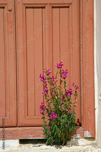 Fototapeta Naklejka Na Ścianę i Meble -  pink flower n orange door