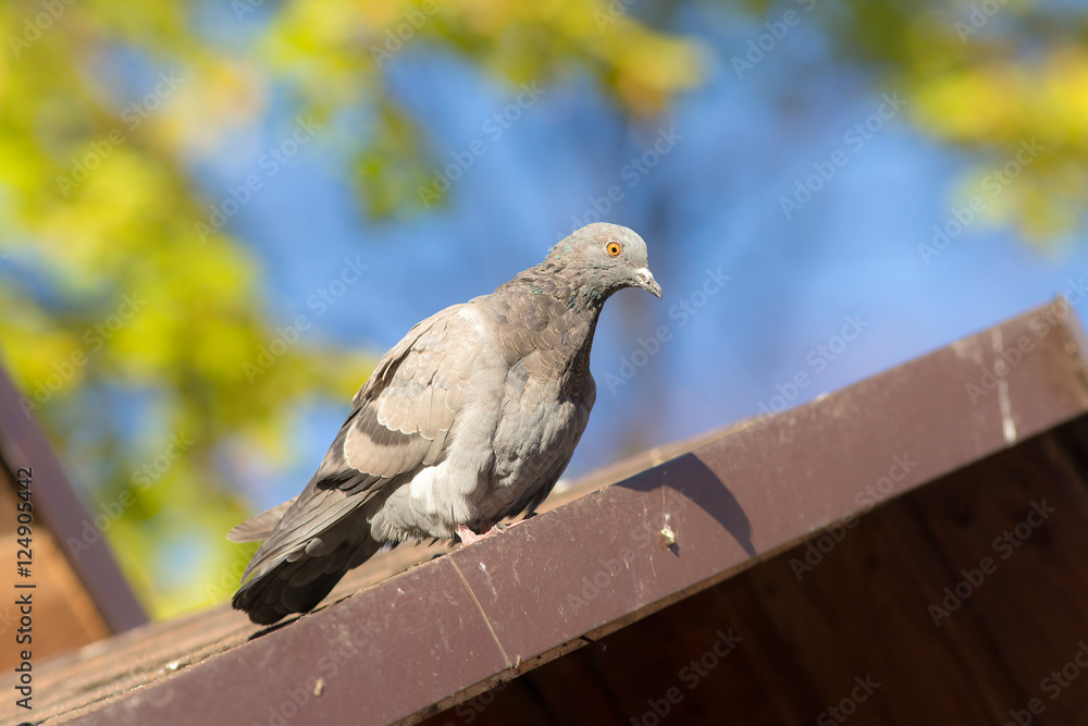 Fototapeta premium pigeon on a roof closeup