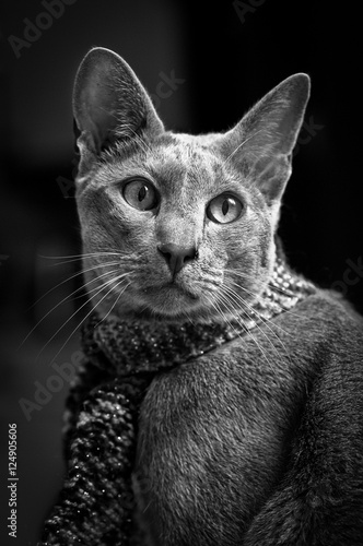 Cat and Scarf