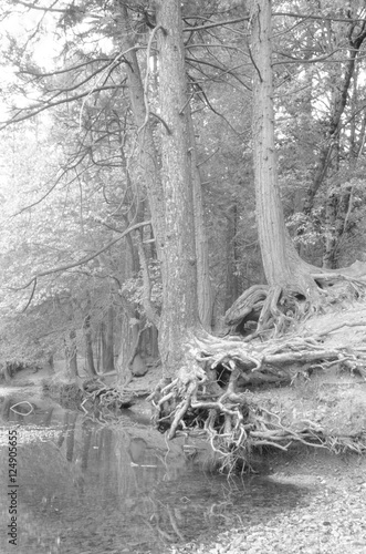 trees n river-bank