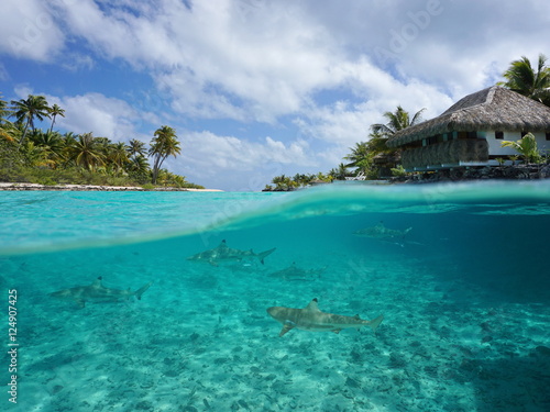 Half over and underwater sea, tropical island with a vacations resort and blacktip reef sharks below water surface, Tikehau atoll, Pacific ocean, French Polynesia
 photo