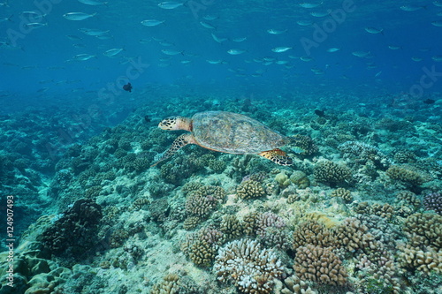 A hawksbill sea turtle underwater, Eretmochelys imbricata, with fish above a coral reef, Pacific ocean, Tuamotu, French Polynesia 