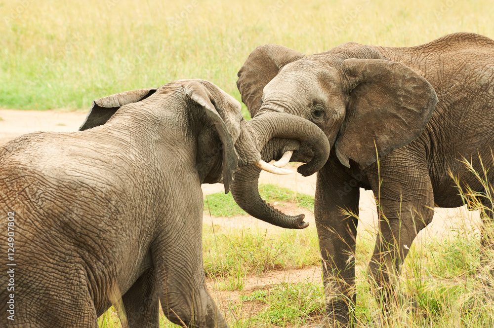 Obraz premium two young elephants playing crossing their trunks in Masai Mara, Kenya