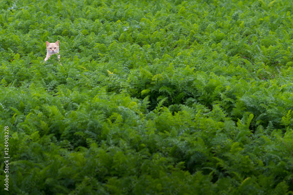Beautiful Cat in Grass Beautiful Cat in Grass