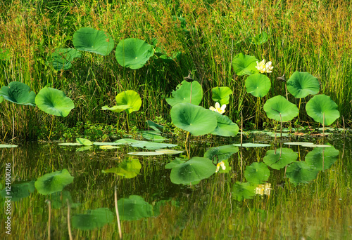 Water lilies and their reflection in a cattle watering pond in rural area © pimmimemom