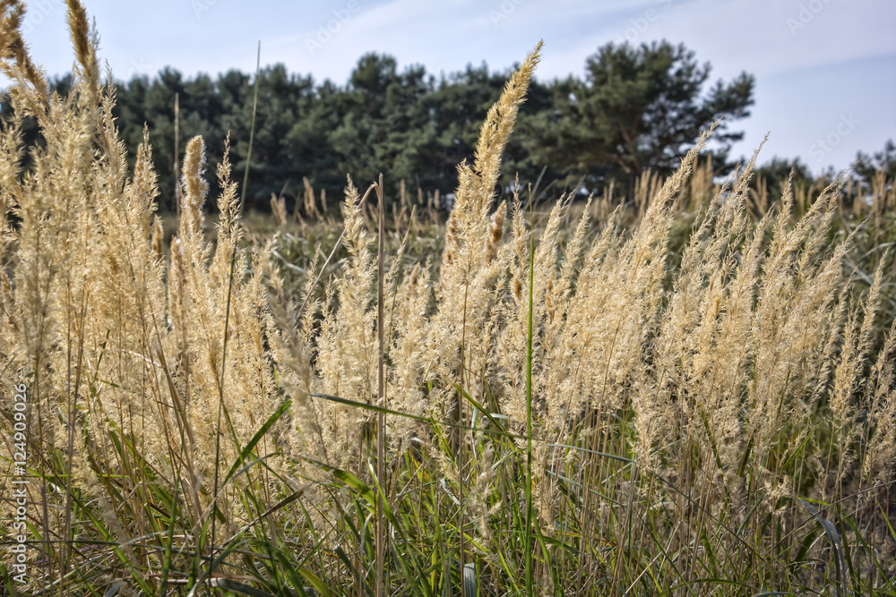 Meadow with blooming grass in back light