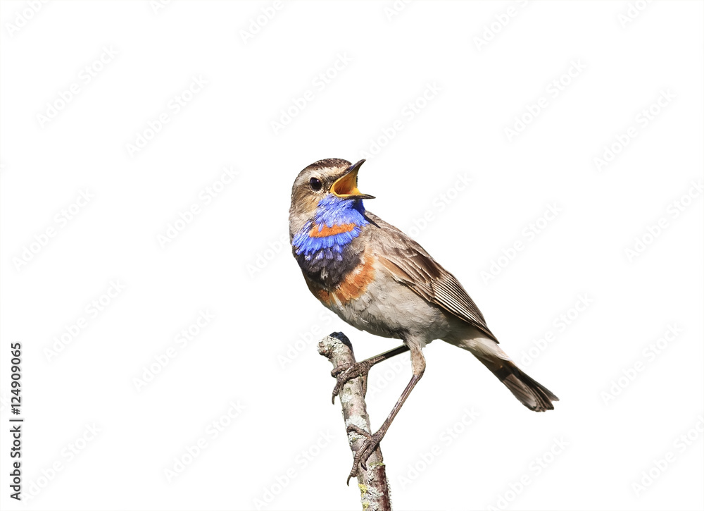Ταπετσαρία the male Bluethroat birds singing on a branch on white isolated background