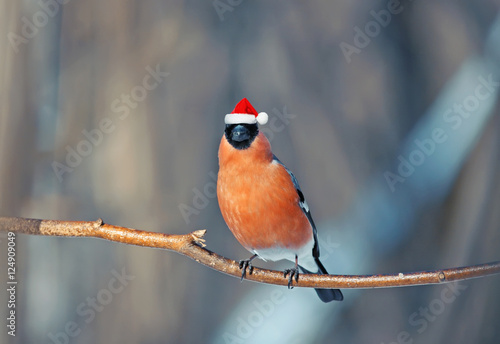 funny bird bullfinch in red Santa hat winter Christmas in the Park © nataba