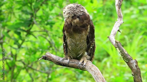 Asian Brown Wood Owl on tree in forest photo