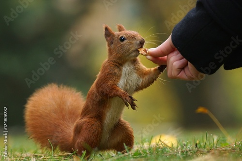 Wiewiórka (Sciurus vulgaris)