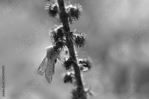 Butterfly on the dry branch of prickle. Black-and-white photograph